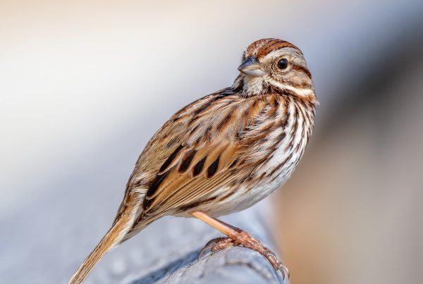 Song Sparrow: The Bird With a Different Song in Every Region 6 Song Sparrow perched on a rock showing streaked breast