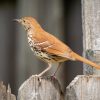 Brown Thrasher perched on a wooden fence