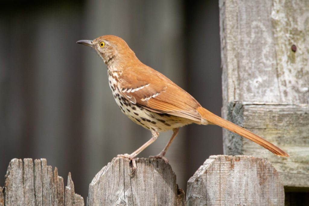 Brown Thrasher perched on a wooden fence