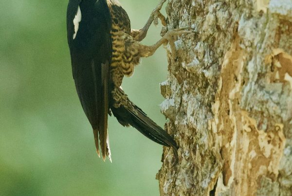 Why Woodpeckers Don't Get Brain Damage From Pecking Wood All Day 6 A pileated woodpecker climbing up a tree trunk while foraging