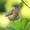 If You Touch a Baby Bird, Its Mother Won't Abandon It — Here's Why That Myth Exists 1 A young fledgling American robin perched on a leaf