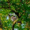 How Birds Sleep Standing Up Without Falling Off the Branch 2 A pigeon sleeping while perched on a branch