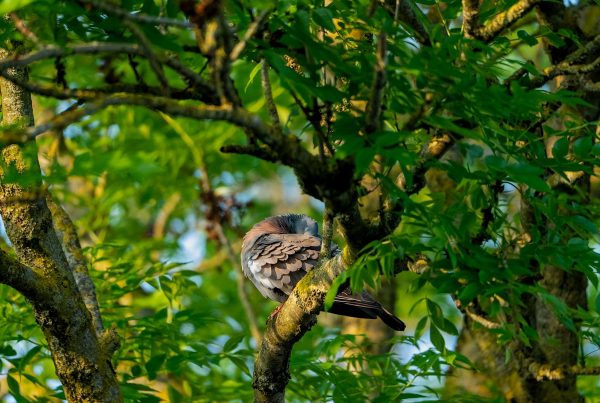 How Birds Sleep Standing Up Without Falling Off the Branch 10 A pigeon sleeping while perched on a branch