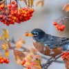 That "First Robin of Spring" You Saw Probably Never Left 1 An American Robin perched on a branch eating winter berries