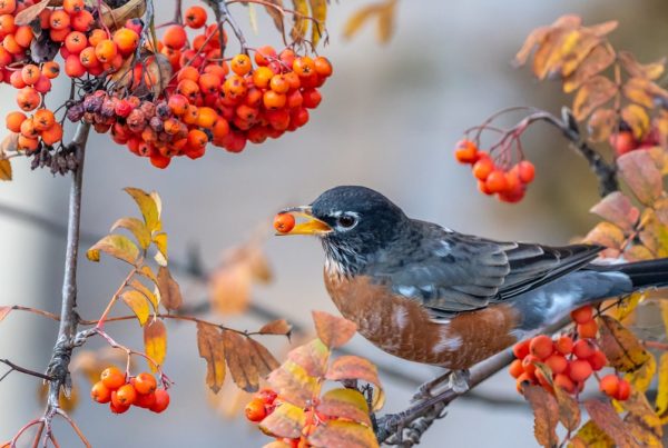 That "First Robin of Spring" You Saw Probably Never Left 6 An American Robin perched on a branch eating winter berries