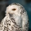 A Snowy Owl posing with its head turned