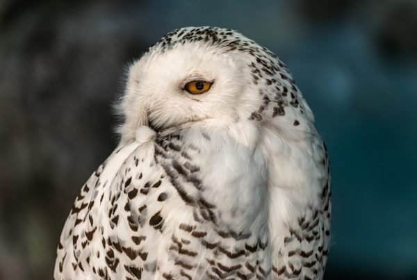 Owls Can't Actually Turn Their Heads All the Way Around — Here's the Real Number 8 A Snowy Owl posing with its head turned