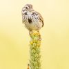 A Hummingbird Remembers Every Flower It's Ever Visited — and Exactly When It Will Refill 2 A hummingbird feeding from a red flower