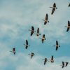 Why Geese Fly in a V — It's Not Just for Show 1 A group of geese flying in a V formation against a blue sky