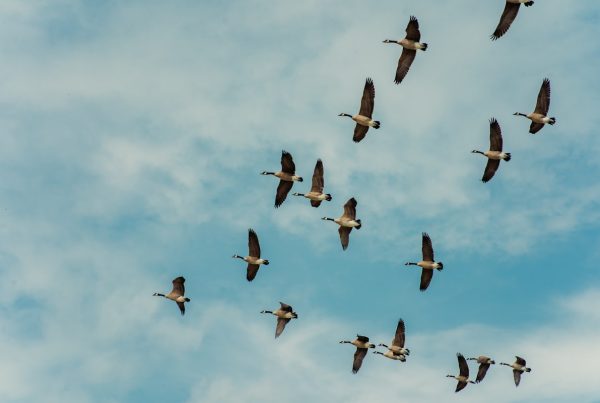 Why Geese Fly in a V — It's Not Just for Show 7 A group of geese flying in a V formation against a blue sky