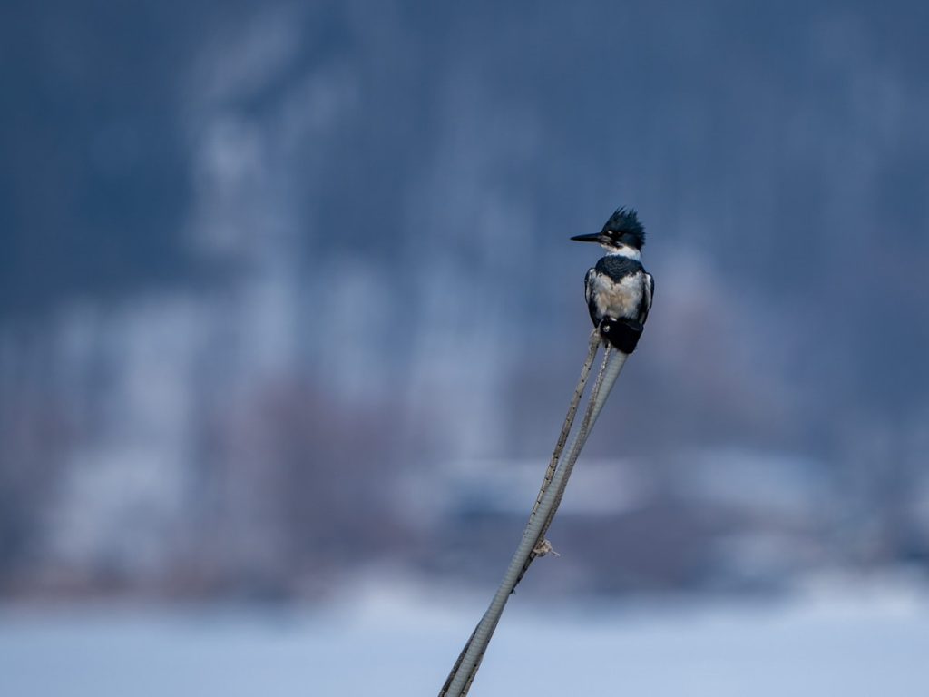 Belted Kingfisher perched on a branch