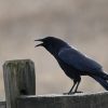 Why Crows Gather Around Their Dead — It's Not Grief, It's Intelligence Gathering 1 A crow perched on a fence, cawing