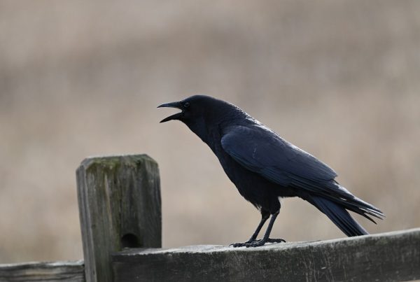 Why Crows Gather Around Their Dead — It's Not Grief, It's Intelligence Gathering 11 A crow perched on a fence, cawing