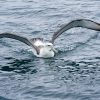 Some Birds Can Sleep While Flying — Here's How That's Possible 1 An albatross, a large soaring seabird, flying low over the ocean
