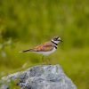 Killdeer: The Bird That Fakes a Broken Wing 2 Killdeer standing on a rock showing double black breast bands