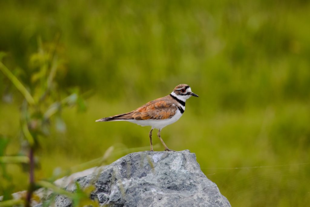 Killdeer standing on a rock showing double black breast bands