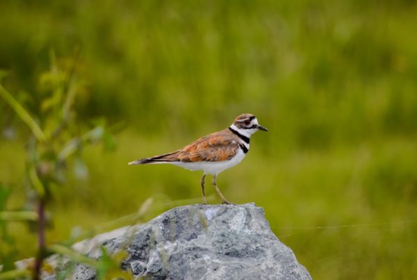 Killdeer: The Bird That Fakes a Broken Wing 6 Killdeer standing on a rock showing double black breast bands
