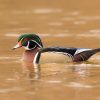 Wood Duck: Ducklings That Jump From Tree Cavities 1 Wood Duck swimming in water showing colorful iridescent plumage