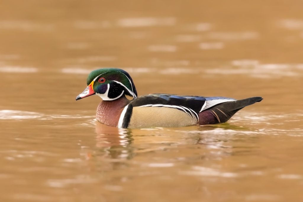 Wood Duck swimming in water showing colorful iridescent plumage