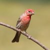 House Finch: How a Western Bird Took Over the East 3 Male House Finch perched on a branch showing red head and streaked brown body