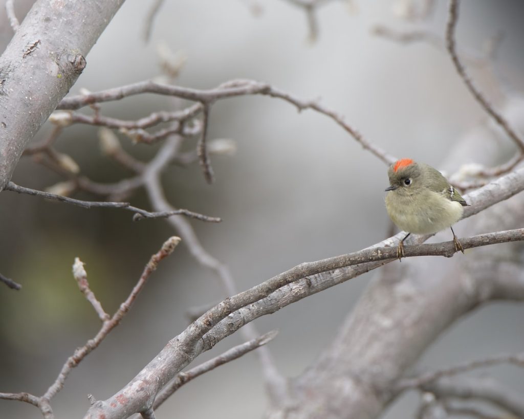 Ruby-Crowned Kinglet perched on a tree branch