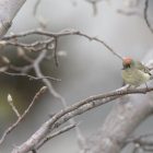 Ruby-Crowned Kinglet: One of North America's Smallest Birds 7 Ruby-Crowned Kinglet perched on a tree branch