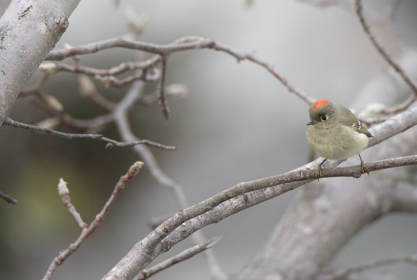Ruby-Crowned Kinglet: One of North America's Smallest Birds 5 Ruby-Crowned Kinglet perched on a tree branch
