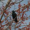 Common Grackle: The Bird That's Not Actually Black 1 Common Grackle perched on a branch