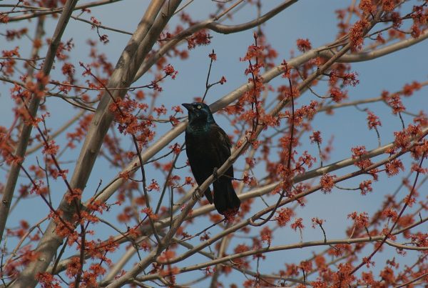Common Grackle: The Bird That's Not Actually Black 5 Common Grackle perched on a branch