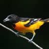 Baltimore Oriole Nest: The Hanging Sock That Takes a Week to Weave 1 Baltimore Oriole perched on a branch showing orange and black plumage