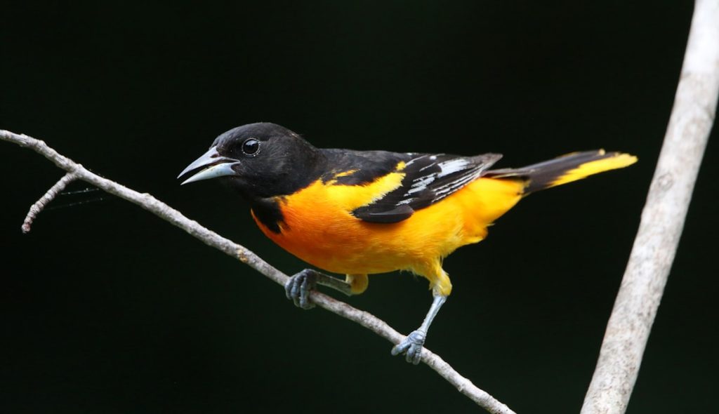 Baltimore Oriole perched on a branch showing orange and black plumage