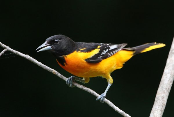 Baltimore Oriole Nest: The Hanging Sock That Takes a Week to Weave 6 Baltimore Oriole perched on a branch showing orange and black plumage