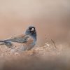 Dark-Eyed Junco: The Bird People Call "Snowbird" 2 Dark-eyed Junco feeding on the ground