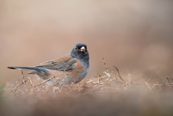 Dark-Eyed Junco: The Bird People Call "Snowbird" 7 Dark-eyed Junco feeding on the ground